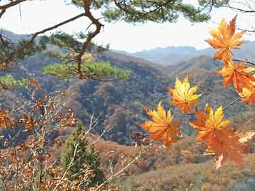 临江最新菜价表，今日蔬菜价格一览