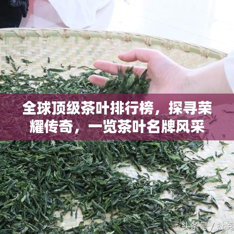 虫蚀鸟步 第3页