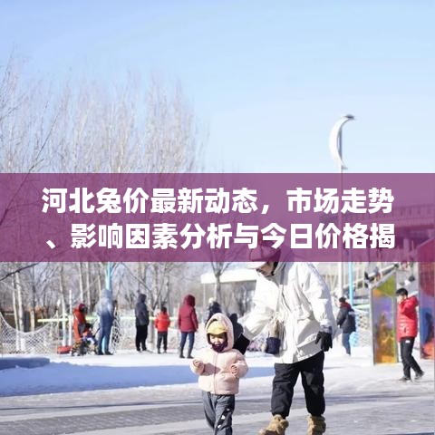 河北兔价最新动态，市场走势、影响因素分析与今日价格揭秘