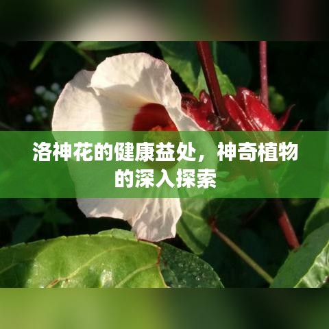 洛神花的健康益处，神奇植物的深入探索