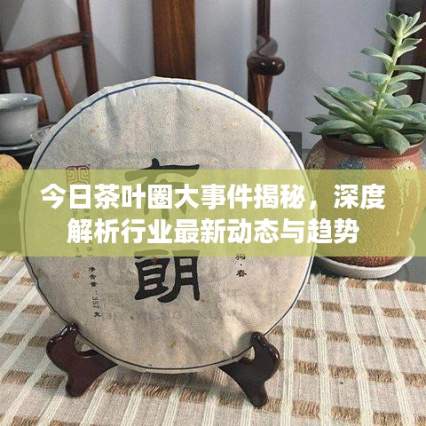 今日茶叶圈大事件揭秘，深度解析行业最新动态与趋势