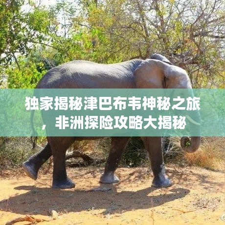 独家揭秘津巴布韦神秘之旅，非洲探险攻略大揭秘