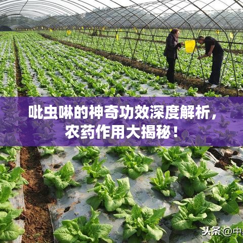 弃文就武