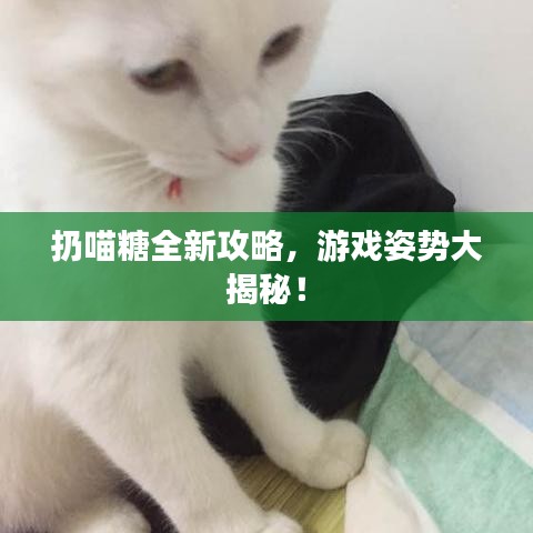 扔喵糖全新攻略，游戏姿势大揭秘！