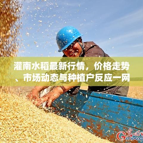 灌南水稻最新行情，价格走势、市场动态与种植户反应一网打尽！