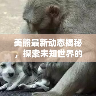 美熊最新动态揭秘，探索未知世界的惊喜连连