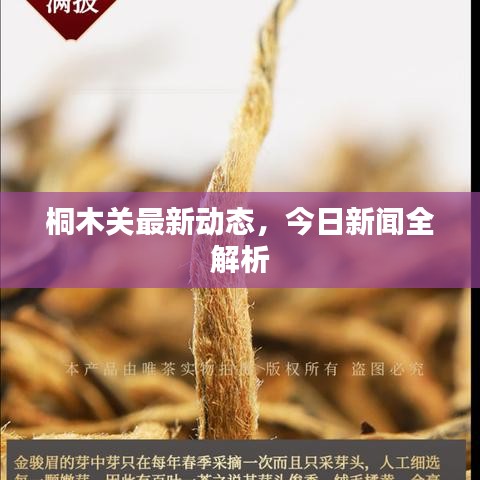 桐木关最新动态，今日新闻全解析