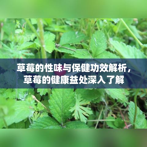 草莓的性味与保健功效解析，草莓的健康益处深入了解