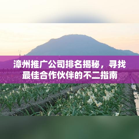 漳州推广公司排名揭秘，寻找最佳合作伙伴的不二指南