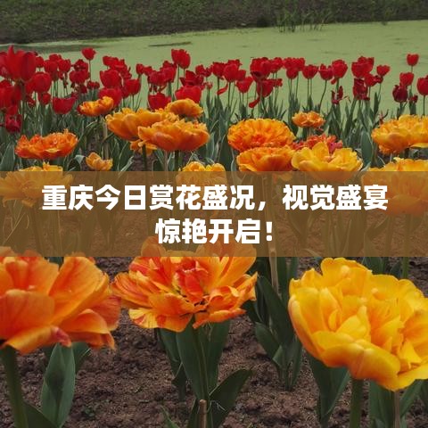 重庆今日赏花盛况，视觉盛宴惊艳开启！