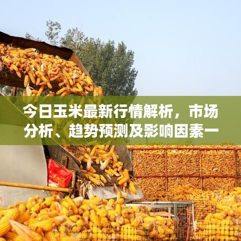 今日玉米最新行情解析，市场分析、趋势预测及影响因素一网打尽！