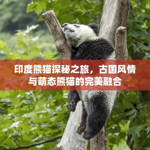 印度熊猫探秘之旅，古国风情与萌态熊猫的完美融合