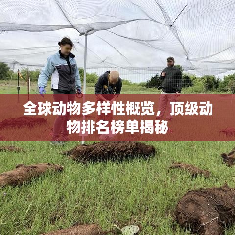 全球动物多样性概览，顶级动物排名榜单揭秘