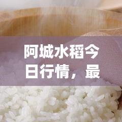 阿城水稻今日行情，最新价格、市场走势及影响因素深度解析