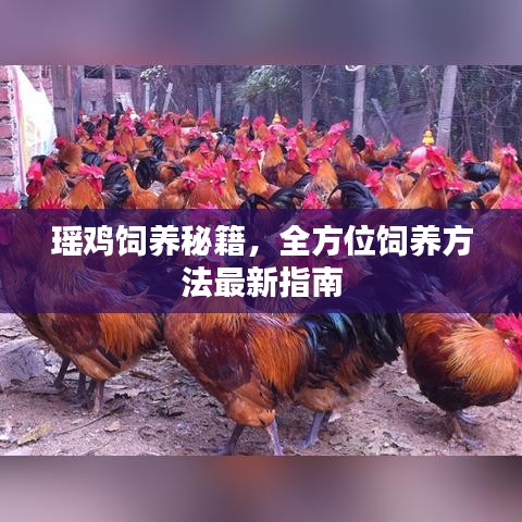 瑶鸡饲养秘籍，全方位饲养方法最新指南