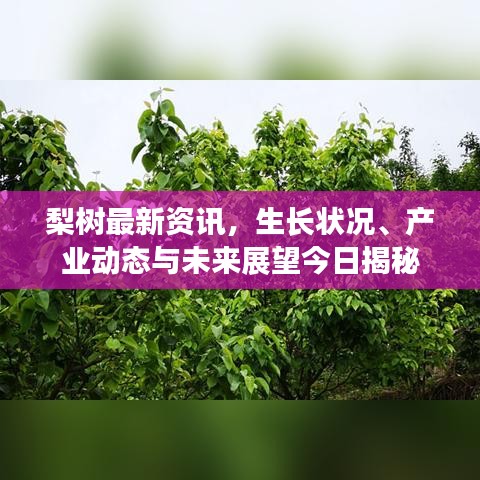 梨树最新资讯，生长状况、产业动态与未来展望今日揭秘
