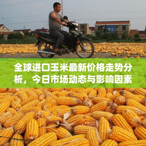 全球进口玉米最新价格走势分析，今日市场动态与影响因素探讨