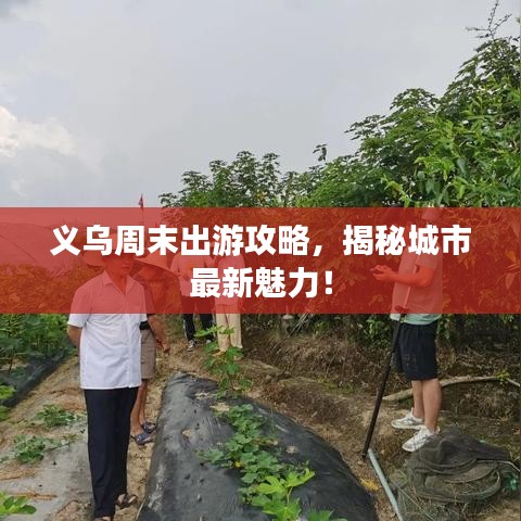 义乌周末出游攻略，揭秘城市最新魅力！