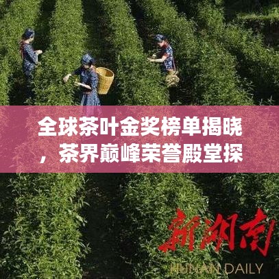 全球茶叶金奖榜单揭晓，茶界巅峰荣誉殿堂探寻