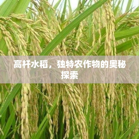 高杆水稻，独特农作物的奥秘探索