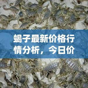 蝎子最新价格行情分析，今日价格、市场走势及影响因素深度解读