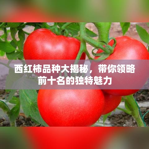 西红柿品种大揭秘，带你领略前十名的独特魅力