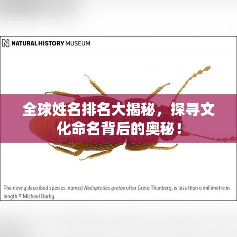 全球姓名排名大揭秘，探寻文化命名背后的奥秘！